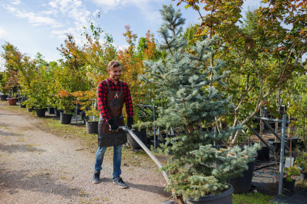 Best Hazardous Tree Removal  in Woodall, OK